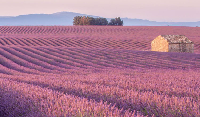 enroute lavender field armpit cleanse header