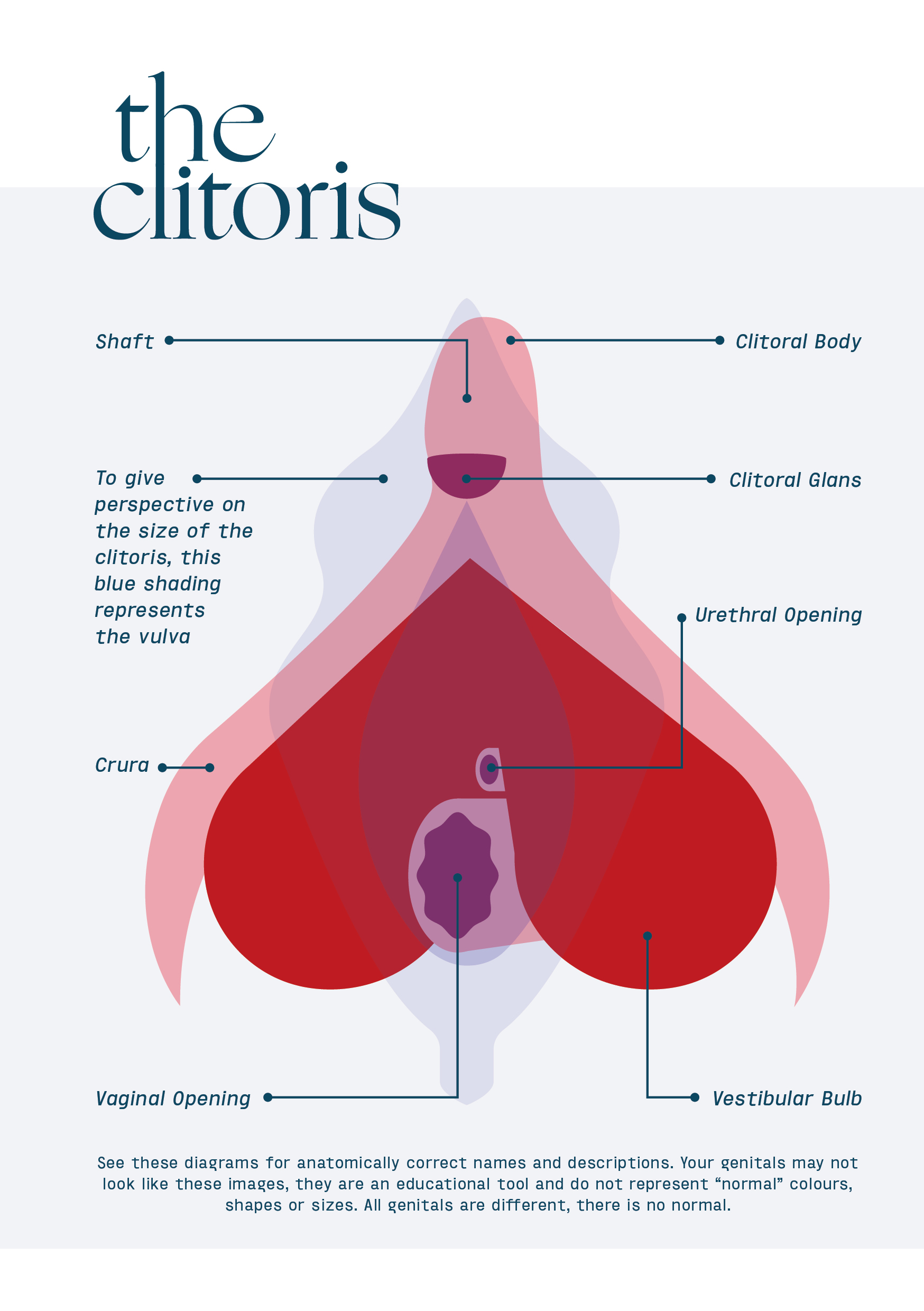 Internal Clitoris