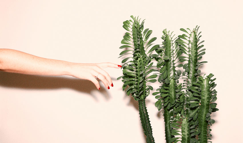 enroute Lucy Alcorn Photographer Cactus header