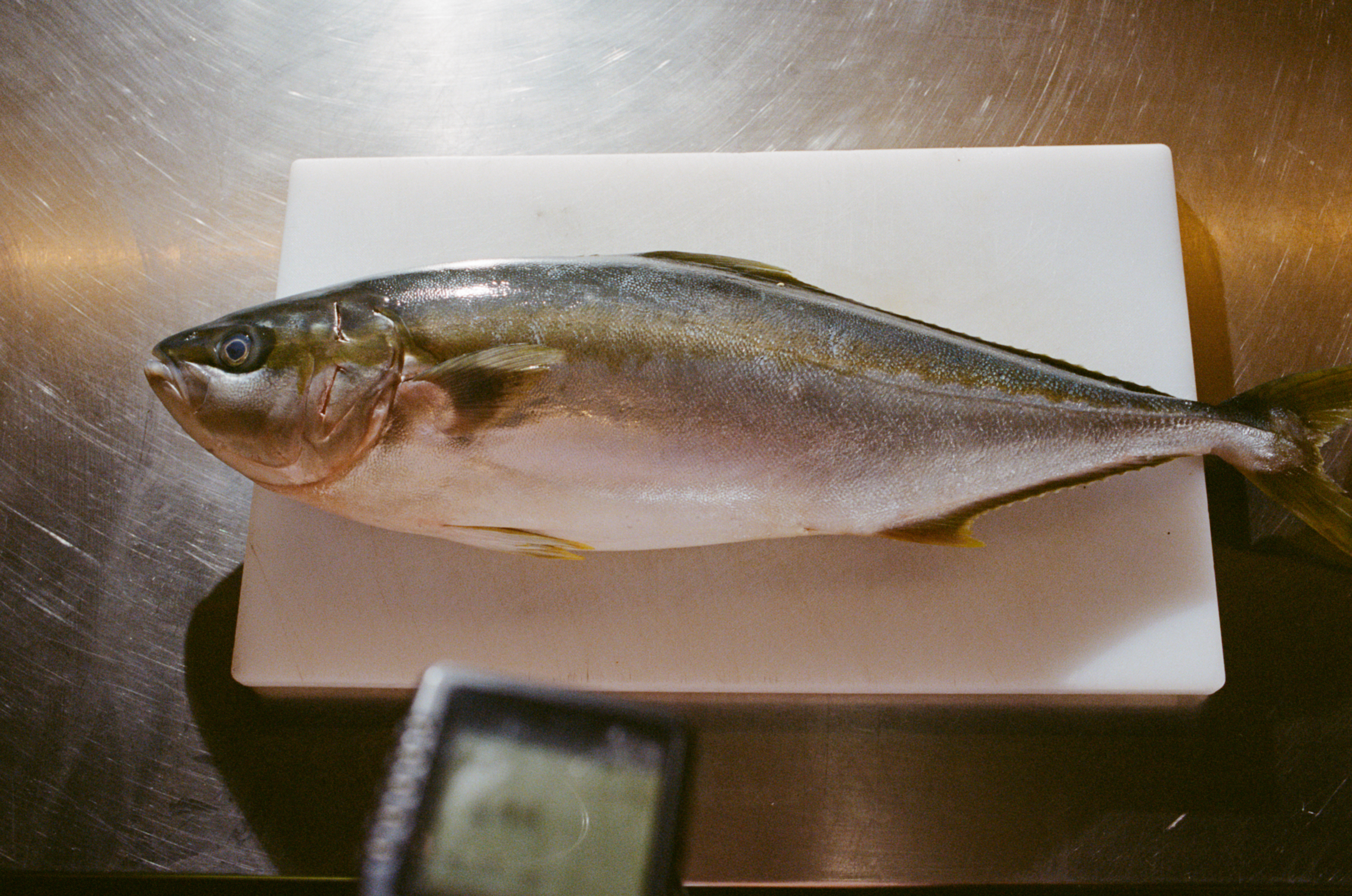 En_Route Cicca Bella Bondi