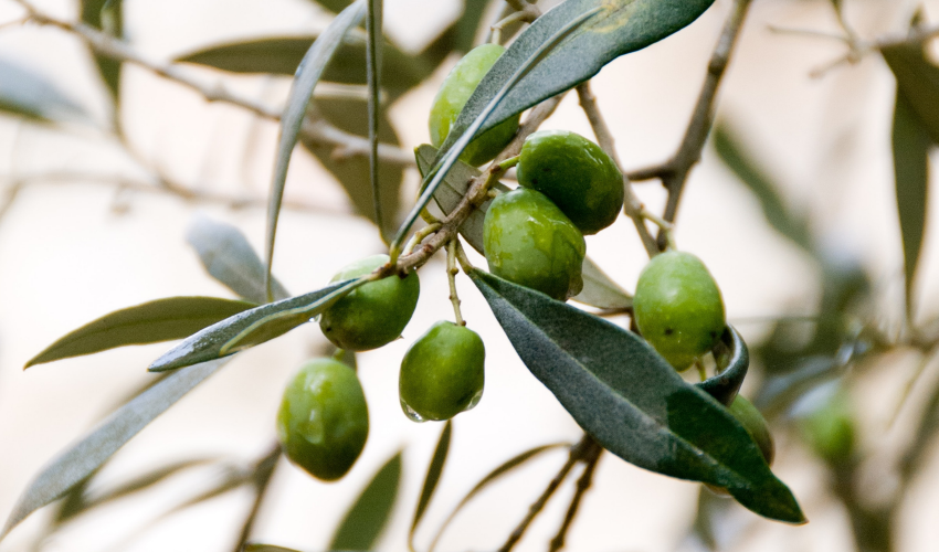 Extra Virgin Olive Oil