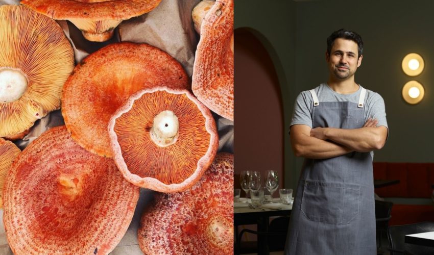 Autumn Wild Mushroom Trail Kyah Boutique Hotel