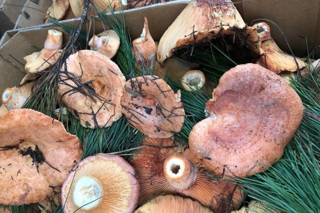 Autumn Wild Mushroom Trail Kyah Boutique Hotel