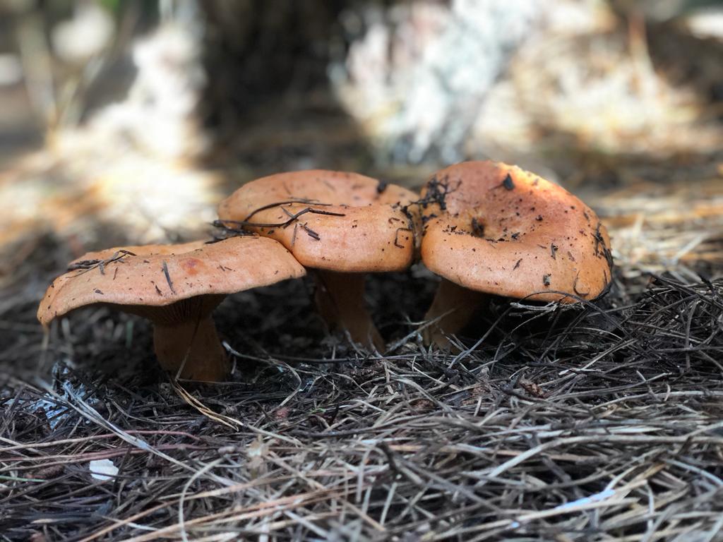 Autumn Wild Mushroom Trail | Kyah Boutique Hotel